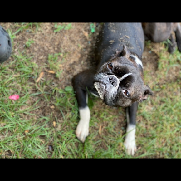 Meet your Posher, Sam - Picture 4 of 7